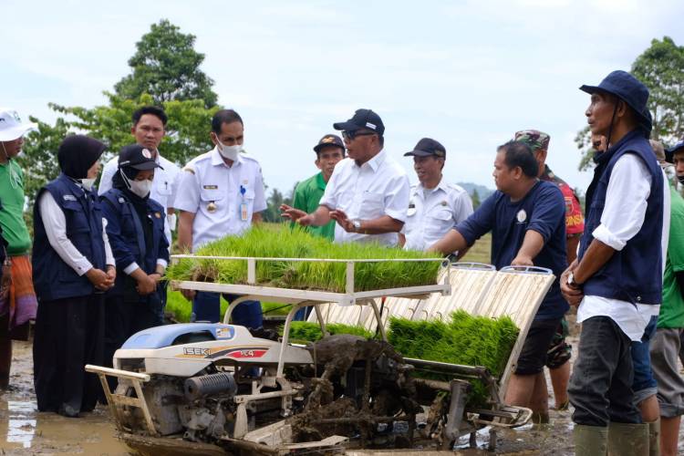 Gunakan Transplanter, Bupati Andi Utta Tanam Perdana Padi untuk Ujicoba Pupuk Hayati