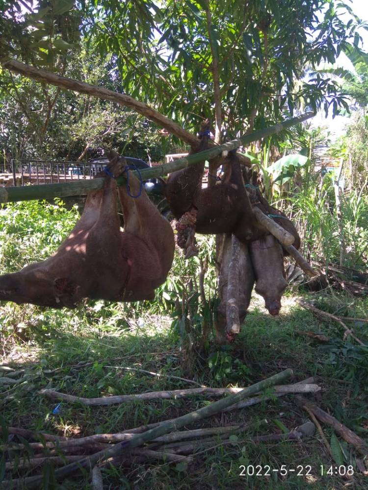 Pasca Lebaran, Tim Pemburu Hama Babi Kembali Beraksi