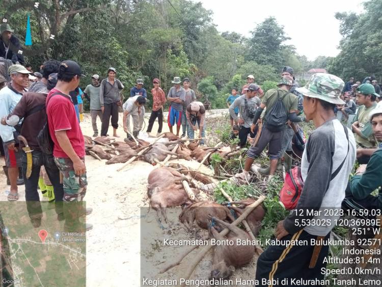 Perburuan Babi di Tanah Lemo Bontobahari Basmi 25 Ekor