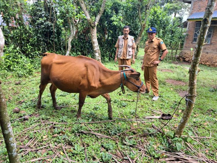 Sapi Wagyu Pertama Lahir di Bulukumba, Puluhan Wagyu Lainnya Segera Lahir