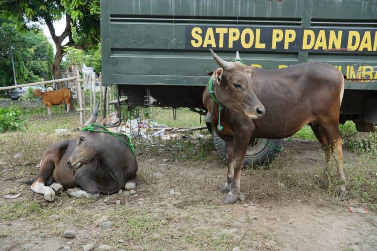 Dua Hari Operasi, Delapan Ekor Sapi Liar Ditangkap
