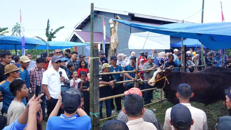 Brutus Juara Kontes Sapi Hasil IB, Bupati Andi Utta: Tahun Depan Kita Bikin Skala Lebih Besar